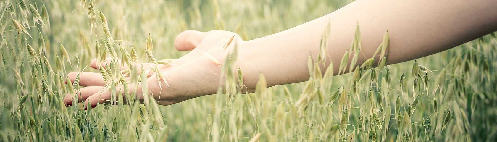 Allergien Hand streift durch hohes Gras KfN München