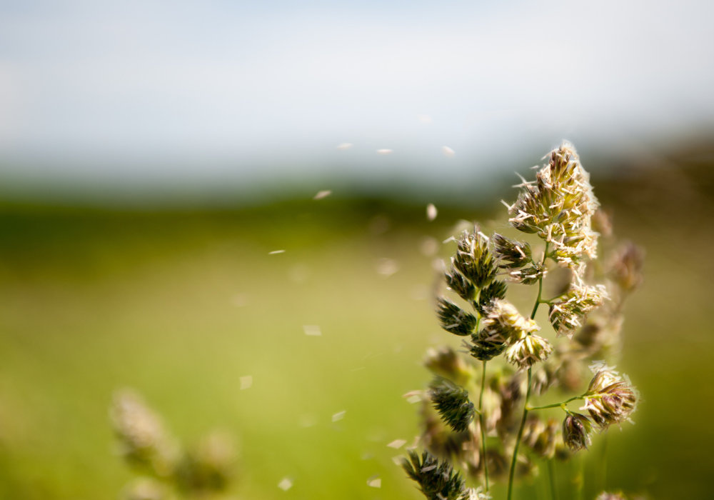 Nahaufnahme einer blühenden Grasähre auf einer grünen Wiese.